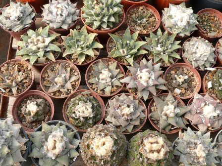 Ariocarpus